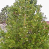 Lacebark Pine